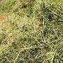 p44 A Faster Forage