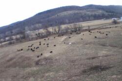 drone-pic