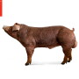 Pig Improvement Company