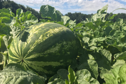 Watermelon in field