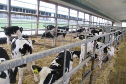 A recent study shows calves fed a high-volume milk ration for 8 weeks versus 6 showed better weight gain; higher starter grain and water intake before and after weaning; and exhibited fewer stress behaviors after weaning.