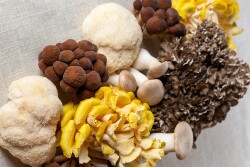 Mother Earth Organic Mushrooms — Organic Mother’s Harvest mushroom blend