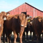 BT_Red_Angus_Heifers_Barn