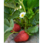 cal strawberries