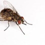 The adult stable fly is one of many biting, blood-feeding insects that aggravate livestock, pets and people.