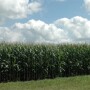 corn in the summer