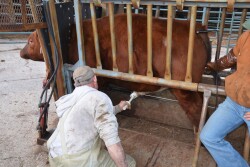 Cow-calf producers should have a veterinarian perform a breeding soundness exam annually on bulls to ensure females will be bred.