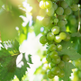 Green grapes in vineyard