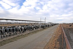 Productive dairy cows may experience heat stress when the Temperature Humidity Index (THI) is 68 or greater. 