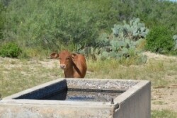 Water Tank Calf