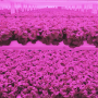 Lettuce growing at Kalera facility