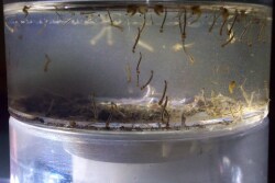 Mosquito-larvae.jpeg