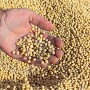 soybeans 