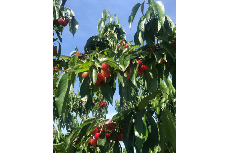 cherries
