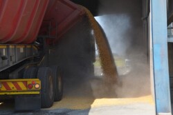 Corn being dumped at a grain elevator in South Africa.