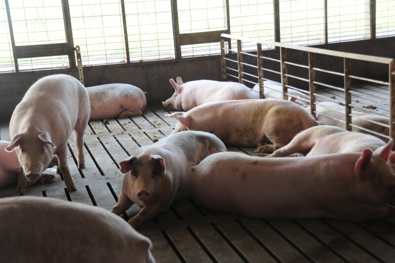 Large-scale animal production is being targeted by some investor groups.