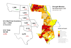 Beef cow inventories in drought.
