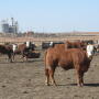 Cattle feeding margins improved $57 per head last week, due primarily to lower prices paid for incoming feeder cattle against last week’s marketings. 