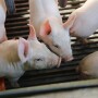  Pigs in nursery