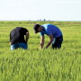 Guys checking wheat