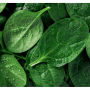 Enza Zaden spinach