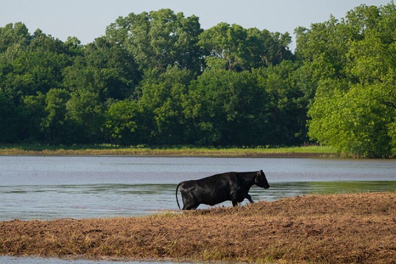 With the unusual weather patterns many cattle producers have been facing this year, implementing Lepto hardjo-bovis prevention strategies will be key in protecting reproductive efficiency.