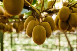 orchard kiwi
