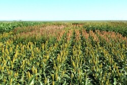 Forage_Sorghum