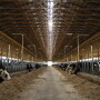 John Mueller Dairy 01.jpg