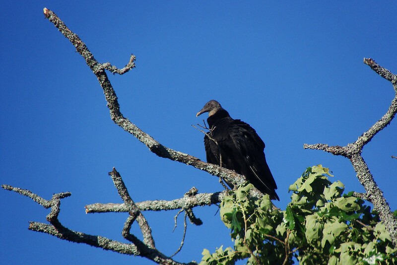 Black Vulture 2.jpg