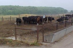 feedlot
