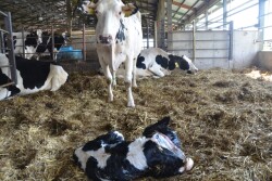 DT_Dairy_Calf_Calving