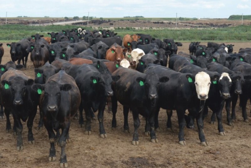 Even with better vaccines and more information, BRD remains the most economically important disease to the beef industry.