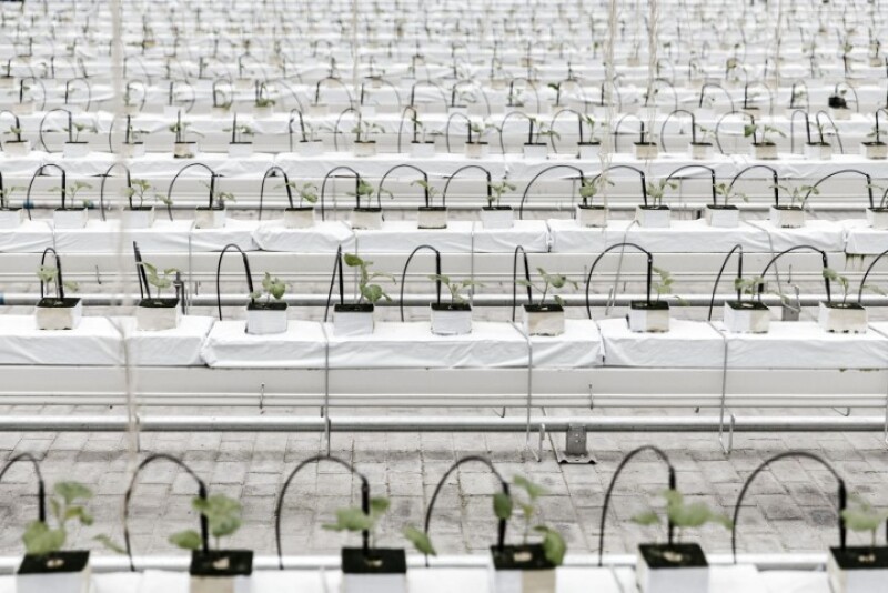 When China first started imposing lockdowns on major cities to curb the spread of COVID-19, supply chains for food produce were disrupted, leading to shortages, crop spoilage and food security concerns in the world's most populous country.