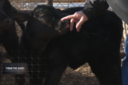 Dr. Randall Spare and calf