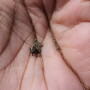 Alfalfa Weevil