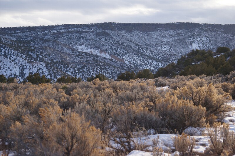 Sagebrush
