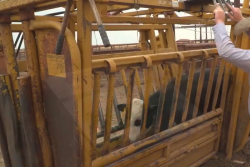 Low-stress cattle handling methods have been discussed and promoted for many years, but could implementing low-stress handling techniques influence animal performance and improve your bottom line?