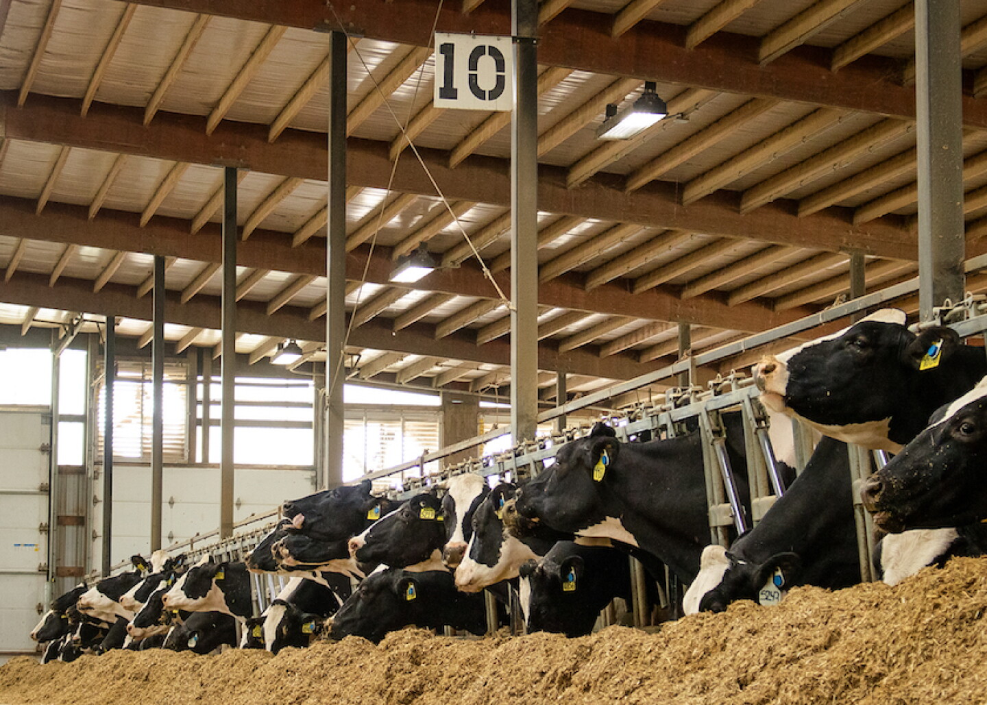 Dairy Holsteins Feedbunk_Taylor Leach