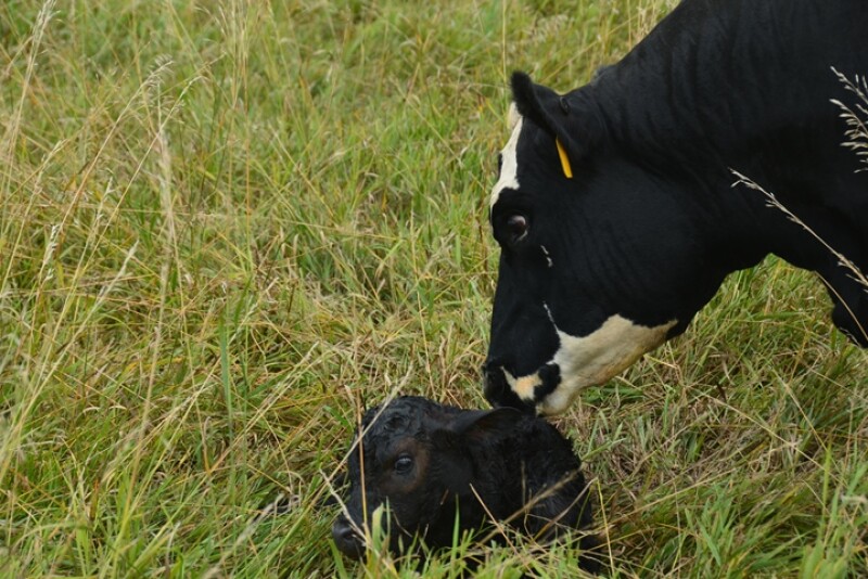 Newborn calf