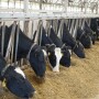 Holsteins Eating Feedbunk