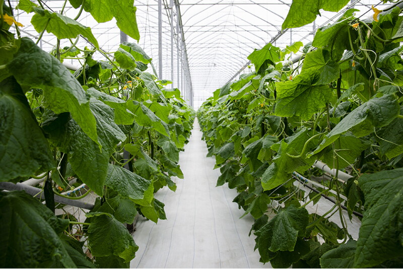 Great Lakes Greenhouses