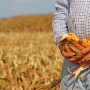 Cluster, Skip Row, and Triple Crop Corn