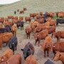 Heifers