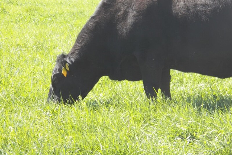 BT_Cow_Grazing