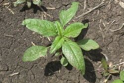 waterhemp