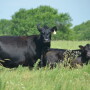BT_Angus_Cow_Calf