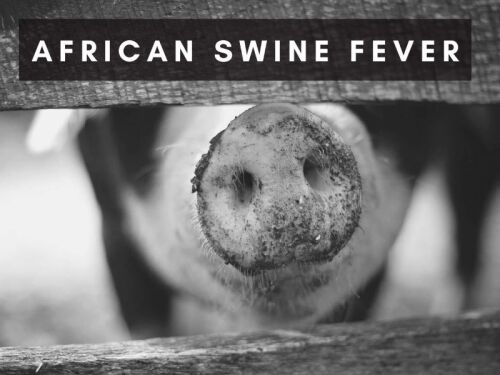 African Swine Fever ASF