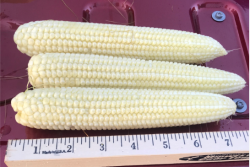 The crop in South Dakota is immature compared to a 'normal' year. Scouts are worried about tip-back.