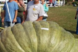 Record Pumpkin in RI